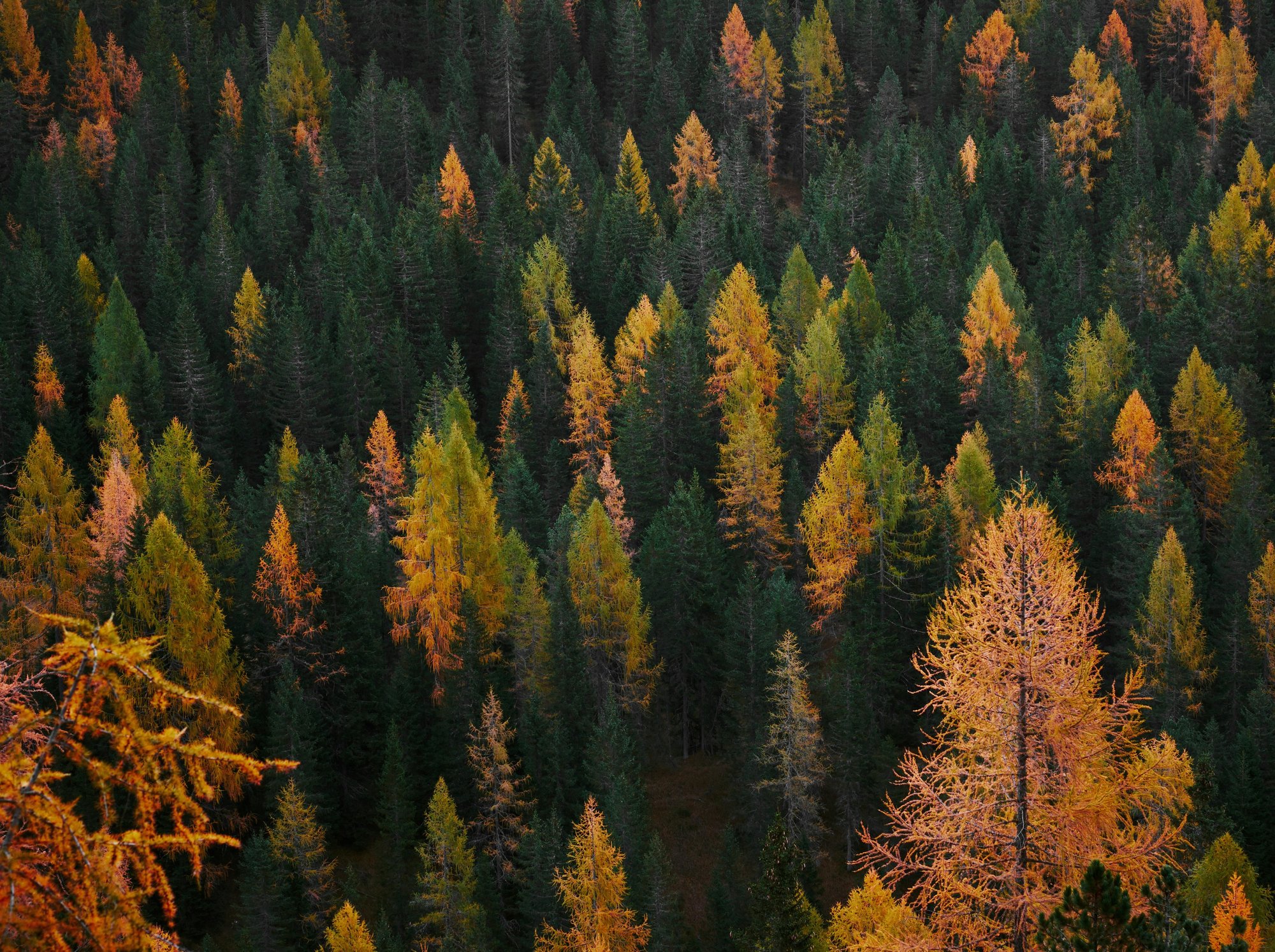 New England forest in autumn