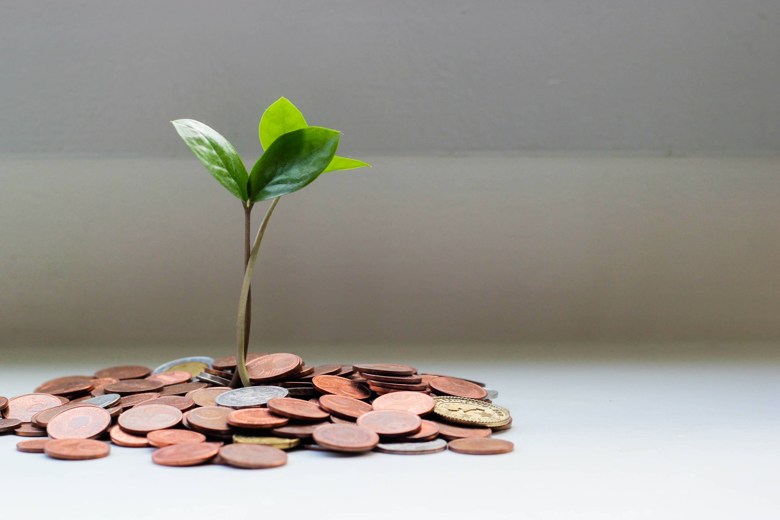 small plant growing out of a pile of money